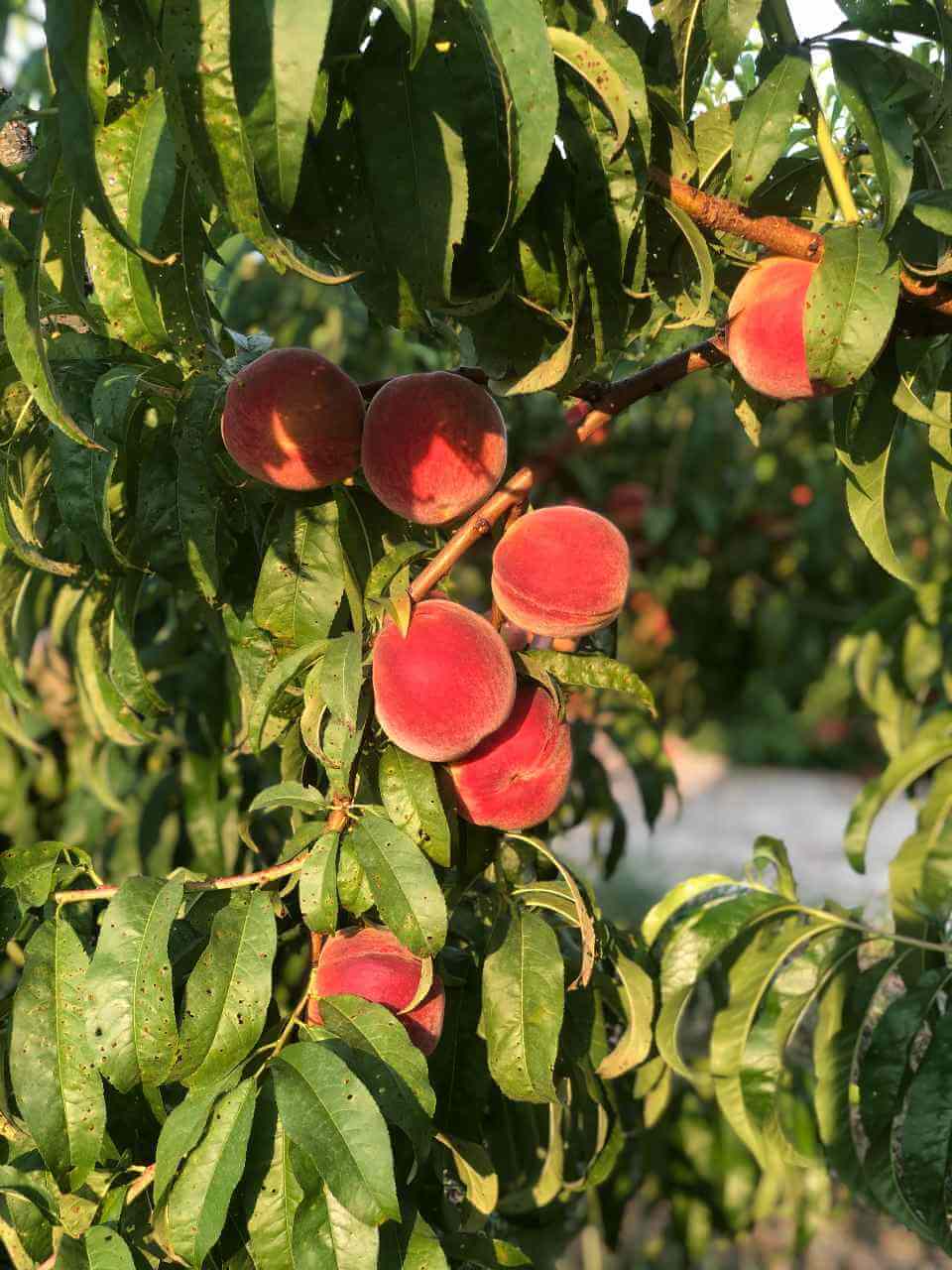 Bennett Orchards - Bennett Peach Varieties